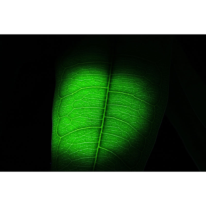 Plant Mural Wallpaper Leaf Surface Pattern for Dining Room Bedroom Home Decor