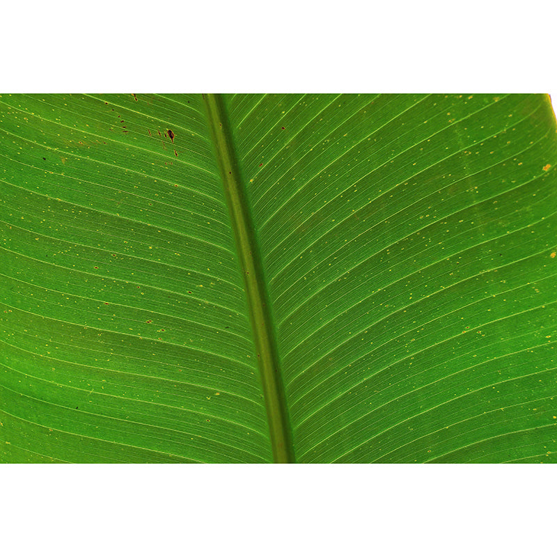 Green Plant Wall Mural with Leaf Surface Pattern for Living Room Home Decor