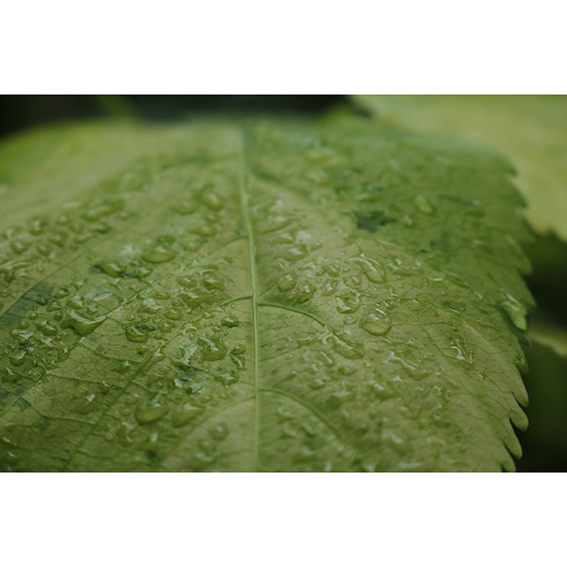 Plant Mural Wallpaper Leaf Surface Pattern for Reading Room Bedroom Decor