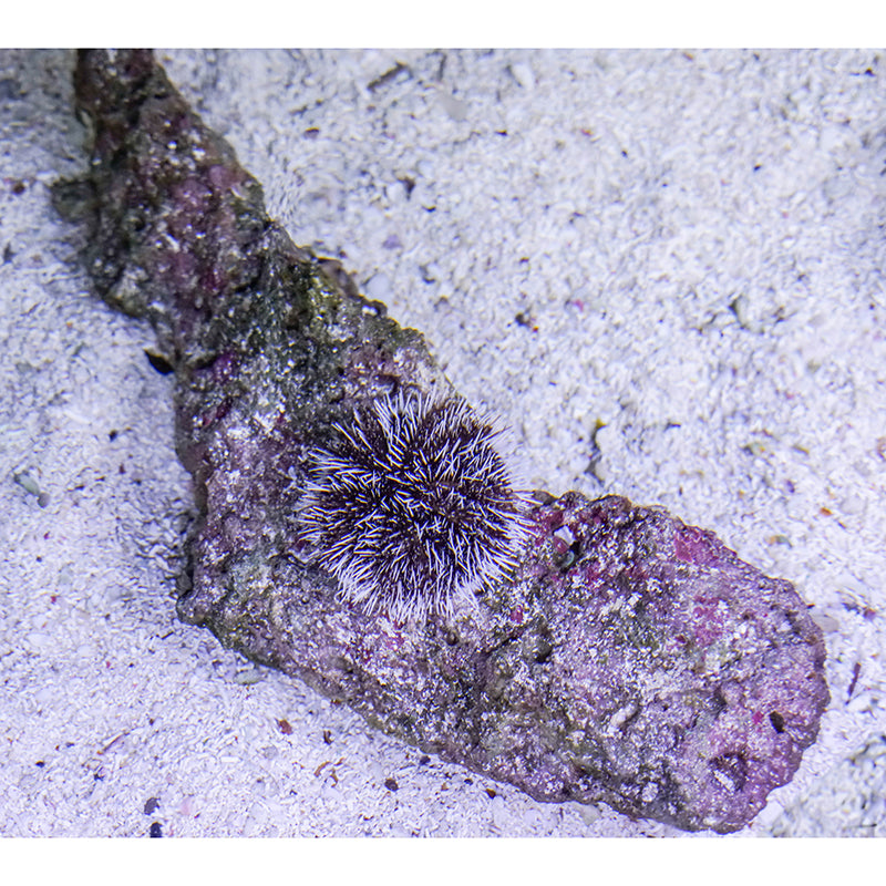 Sea Urchin Contemporary Mural Decal Sitting Room Moisture Resistant Wall Decor