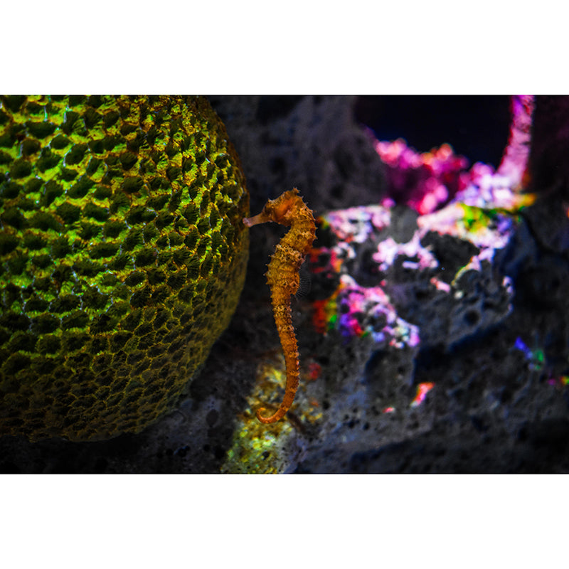 Customized Contemporary Hippocampus Mural Mildew Resistant for Sitting Room Bedroom