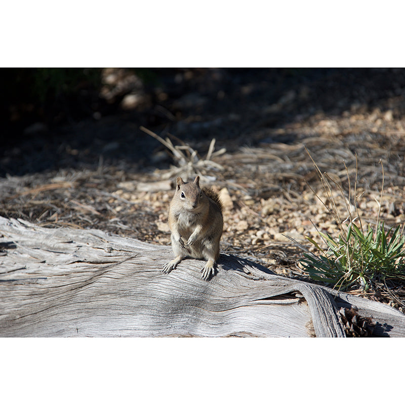 Chipmunk Contemporary Mural Decal Sitting Room Moisture Resistant Wall Decor