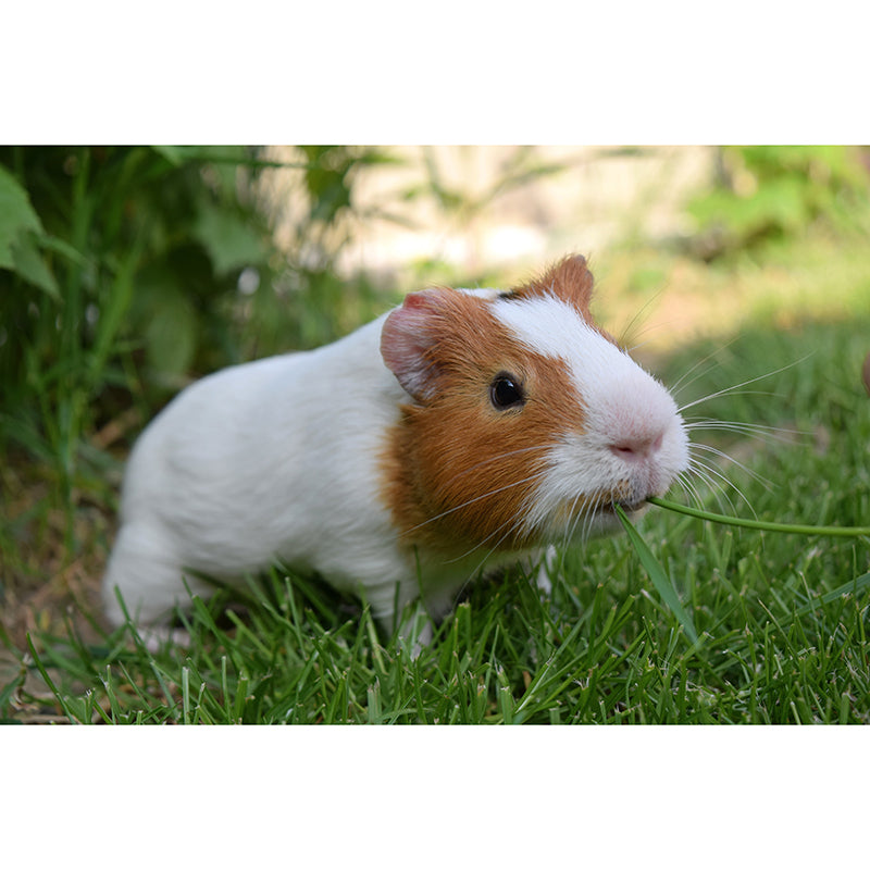 Customized Contemporary Guinea-Pig Mural Mildew Resistant for Sitting Room Bedroom