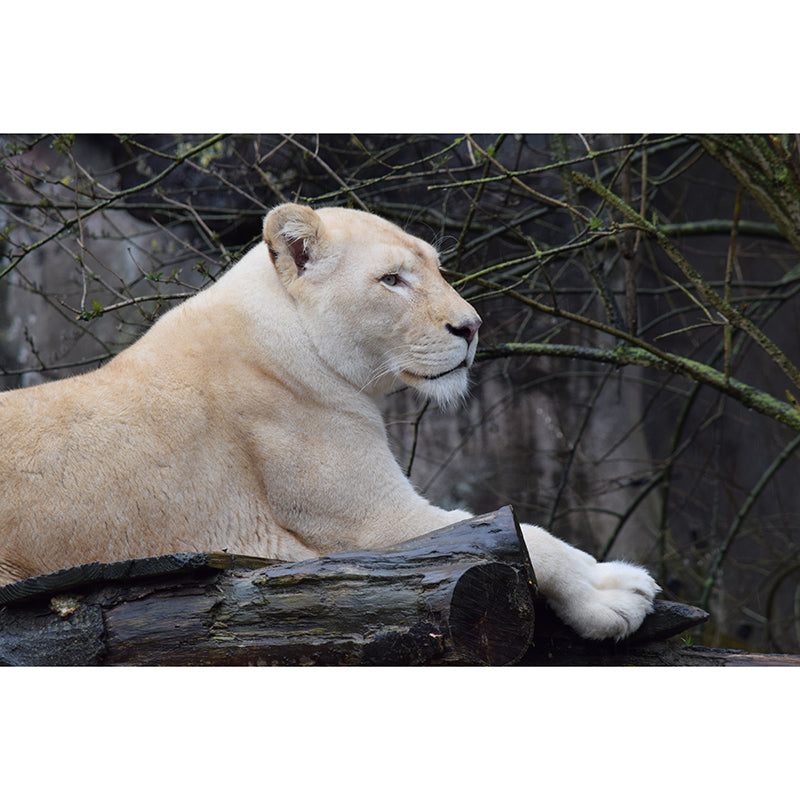 Customized Contemporary Lioness Mural Mildew Resistant for Sitting Room Bedroom