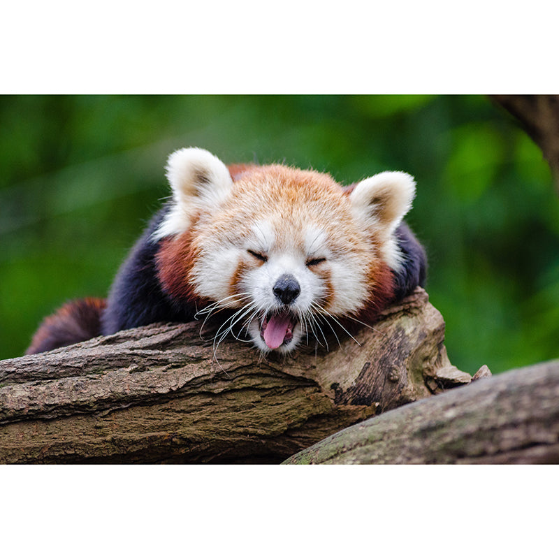 Customized Contemporary Red Panda Mural Mildew Resistant for Sitting Room Bedroom