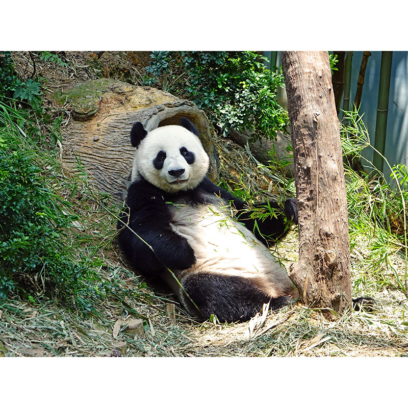 Panda Contemporary Mural Decal Sitting Room Moisture Resistant Wall Decor