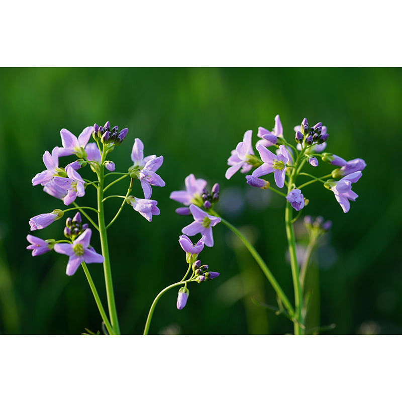 Customized Contemporary Scumwort Mural Mildew Resistant for Sitting Room Bedroom