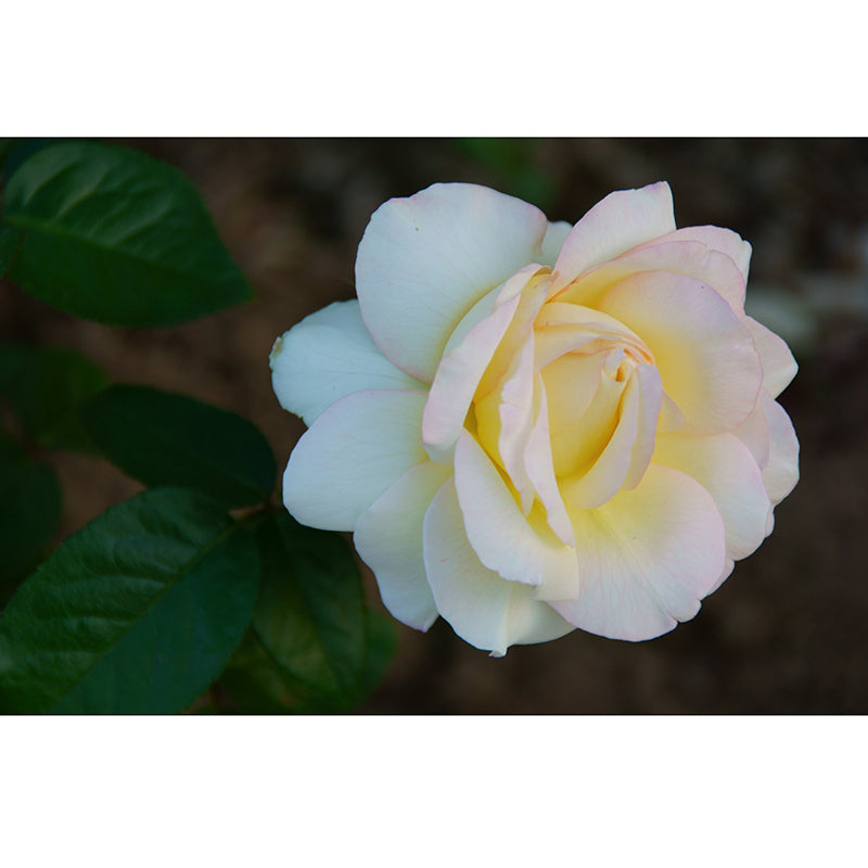 Rose Contemporary Mural Decal Sitting Room Moisture Resistant Wall Decor