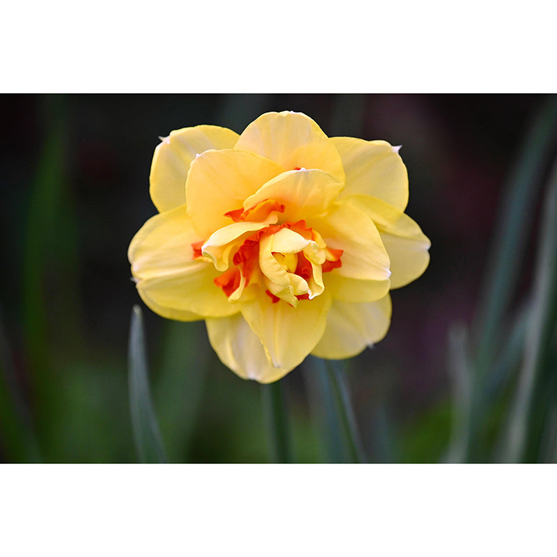 Customized Contemporary Daffodil Mural Mildew Resistant for Sitting Room Bedroom