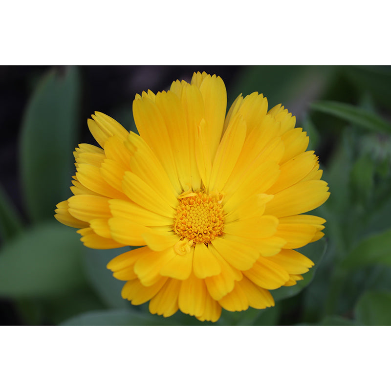 Customized Contemporary Marigold Mural Mildew Resistant for Sitting Room Bedroom