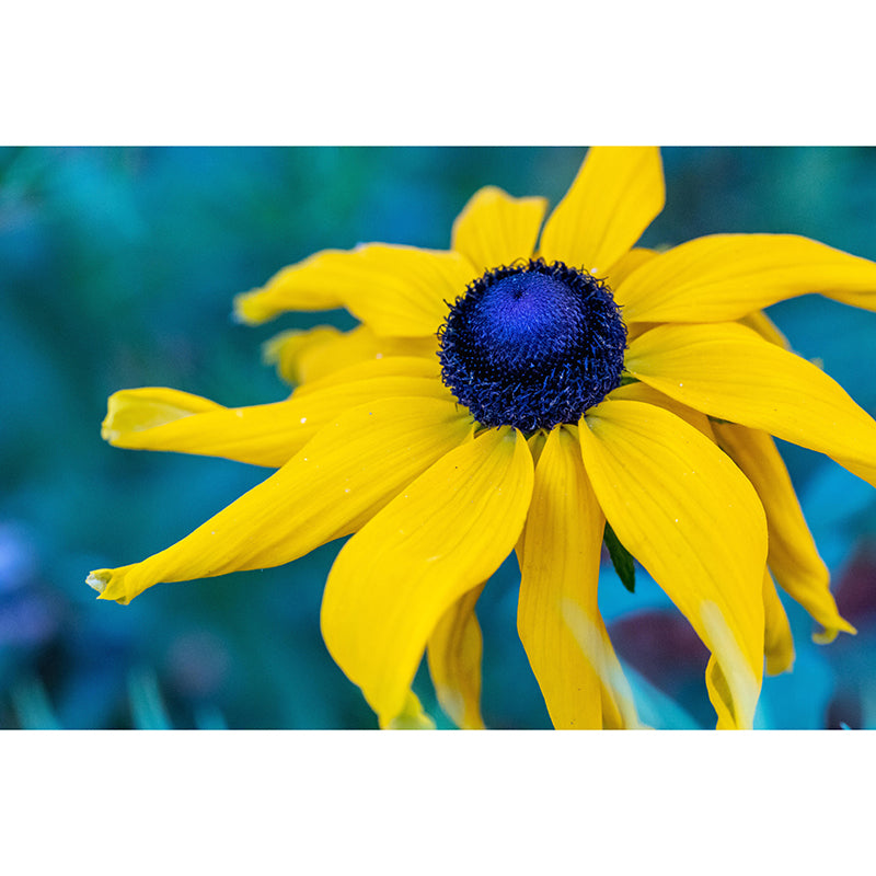 Customized Contemporary Coneflower Mural Mildew Resistant for Sitting Room Bedroom