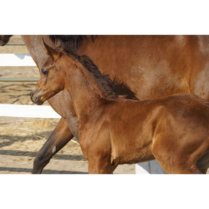 Horse Mural Contemporary Mildew Resistant Wall Covering for Living Room