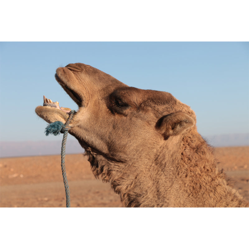 Camel Mural Wallpaper for Home Decor Living Room Bedroom, Made to Measure