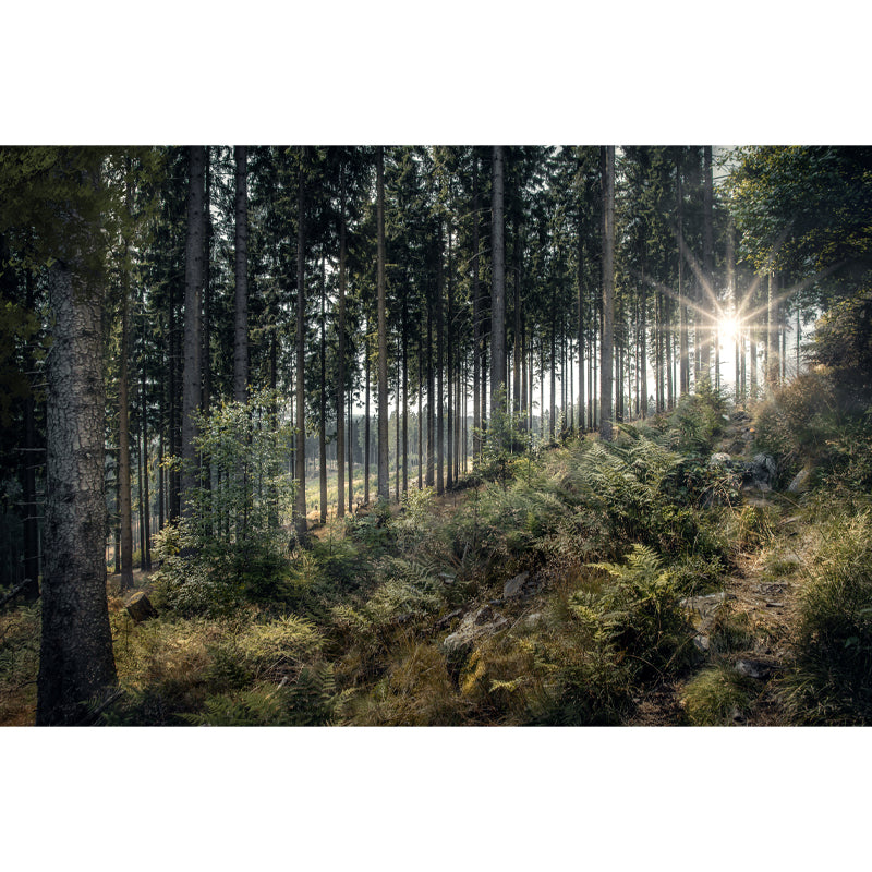 Modern Forest Mural Decal Water Resistant Wall Covering for Home Interior Decoration