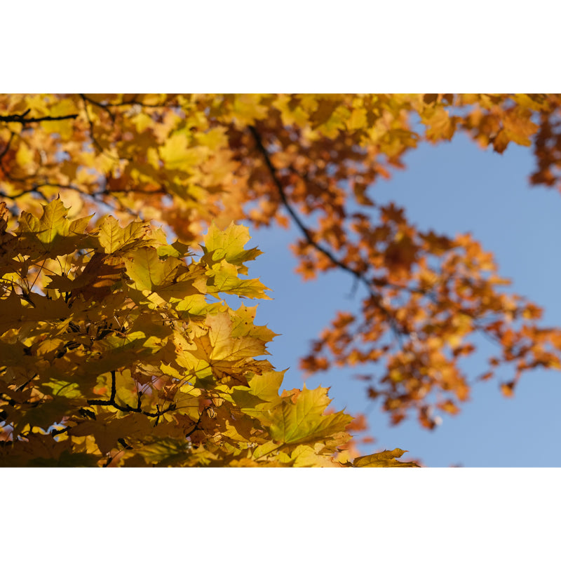 Nature Tree Leaf Mural Modern Living Room Wall Covering, Mildew Resistant