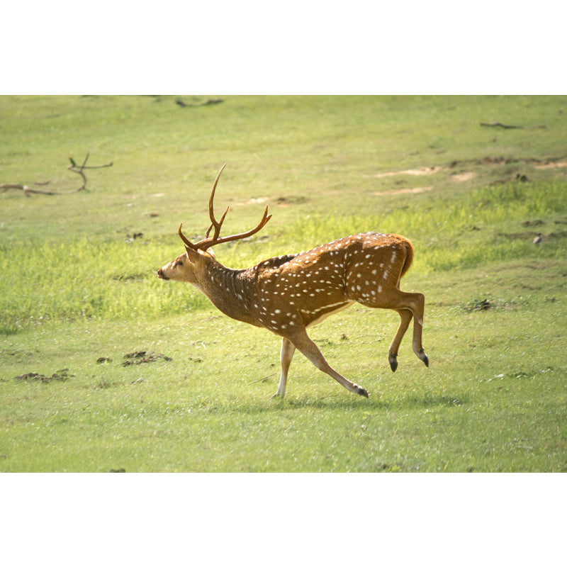 Deer Mural Decal Moisture Resistant Wall Covering for Home Living Room