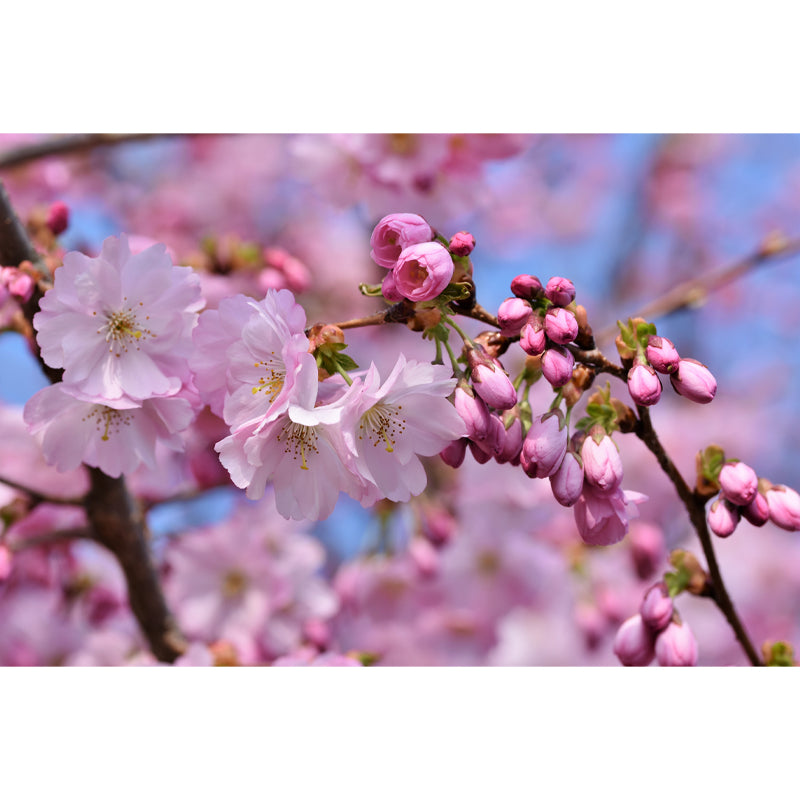 Cherry Blossoms Mural for Living Room Bedroom, Removable, Customized Size
