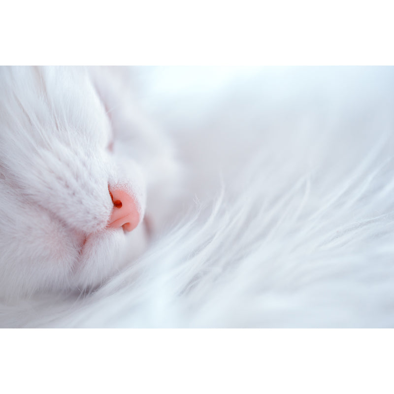 Cat Mural Wallpaper Stain Proof Modern Bedroom Wall Decoration, Customized Size