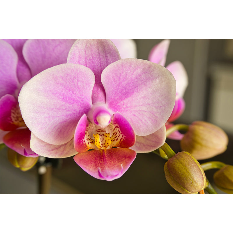 Orchid Contemporary Mural Decal Sitting Room Moisture Resistant Wall Decor