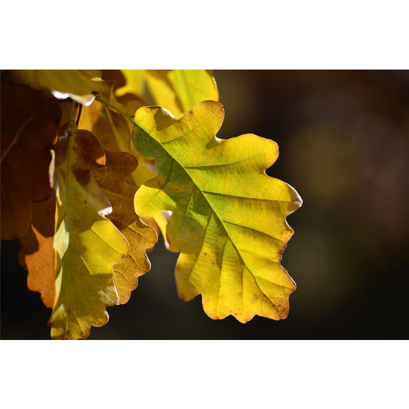 Falling Autumn Leaves Wall Covering for Sleeping Room Waterproof, Made to Measure
