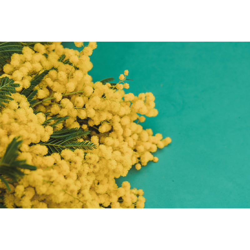 Yellow Mimosa Wall Covering Stain Resistant Living Room Simple Wall Decor