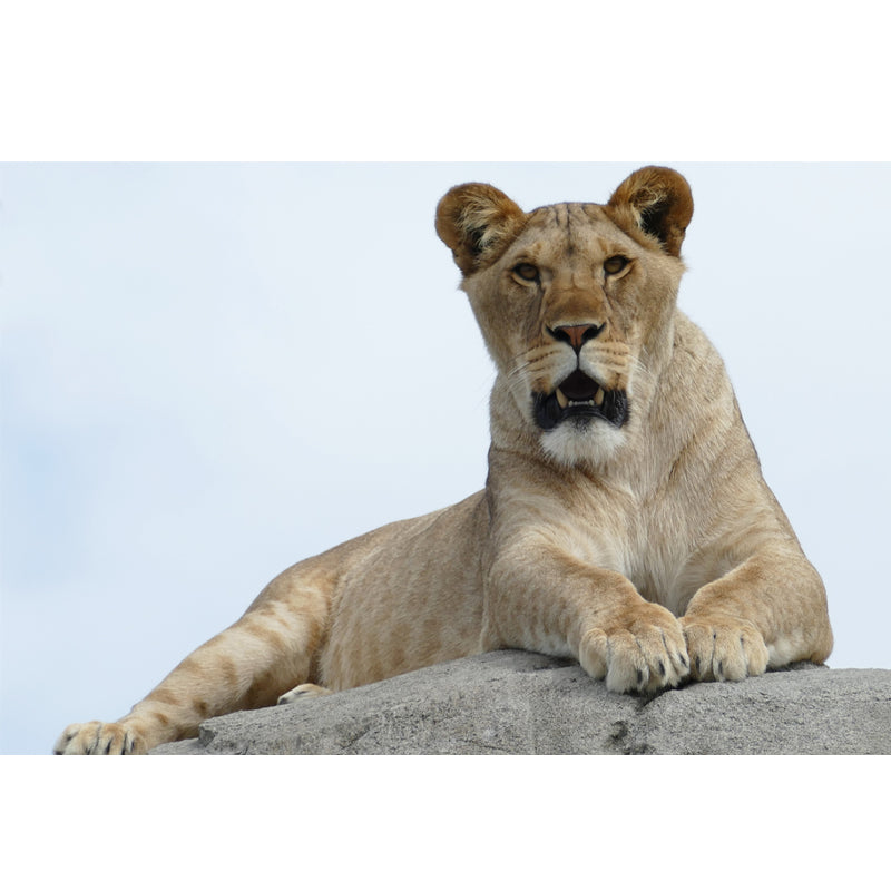 African Lion Animal Mural Wallpaper for Living Room Bedroom, Made to Measure