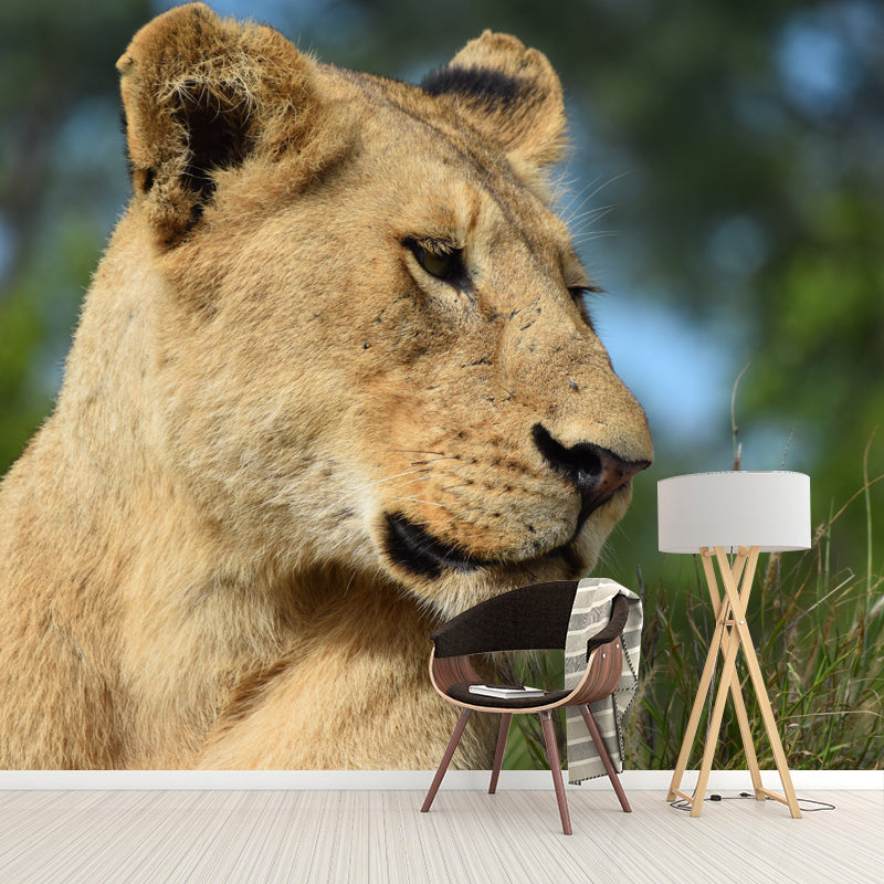 African Lion Animal Mural Wallpaper for Living Room Bedroom, Made to Measure