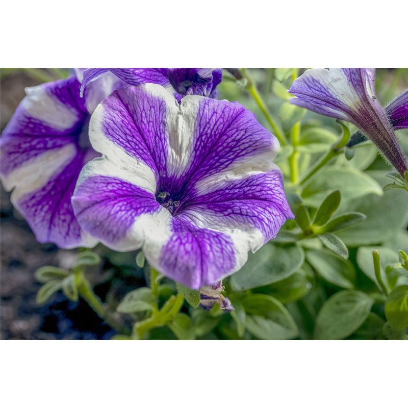 Morning Glory Mural Wallpaper Contemporary Bathroom Wall Covering, Waterproofing