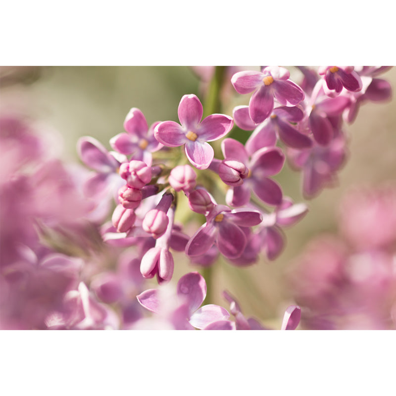 Flower Mural Wallpaper Moisture Resistant for Sleeping Room, Made to Measure