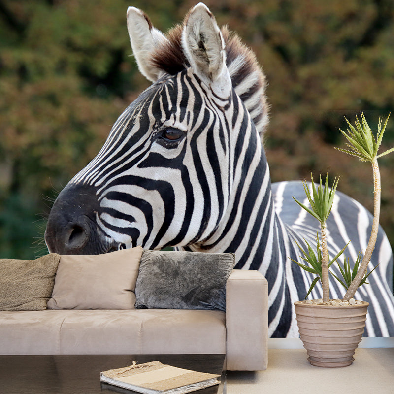 Photography Zebra Mural Wallpaper for Sitting Room Decor Multiple Sizes Available