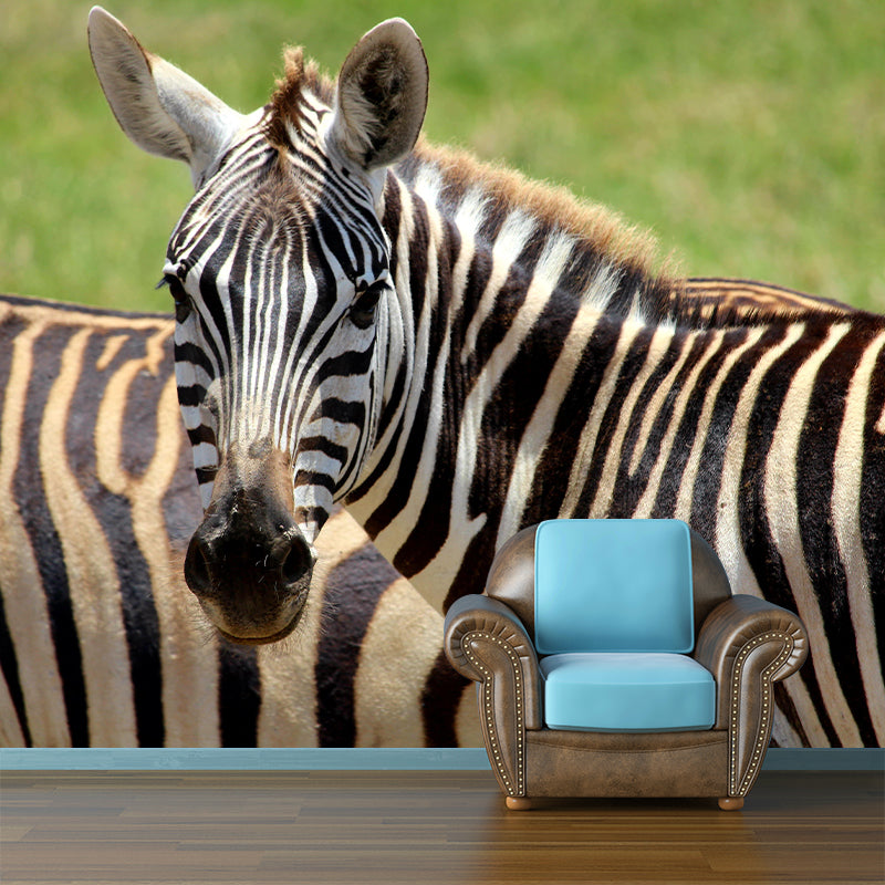 Photography Zebra Mural Wallpaper for Sitting Room Decor Multiple Sizes Available
