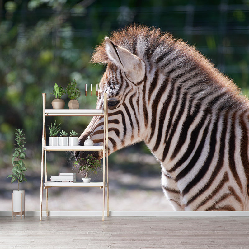 Photography Zebra Mural Wallpaper for Sitting Room Decor Multiple Sizes Available