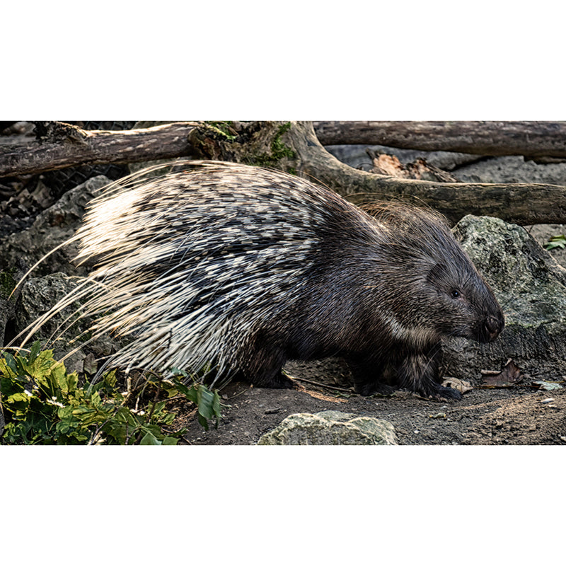 Porcupine Contemporary Wall Mural Modernist Wall Covering for Bedroom Decor