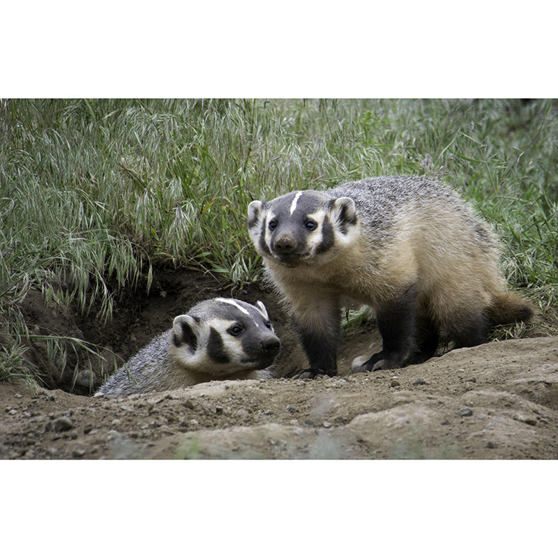 Badger Contemporary Wall Mural Modernist Wall Covering for Bedroom Decor