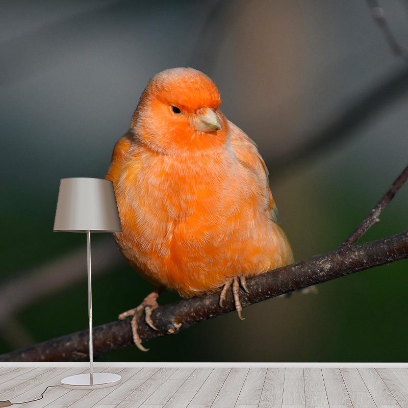 Canary Contemporary Wall Mural Modernist Wall Covering for Bedroom Decor