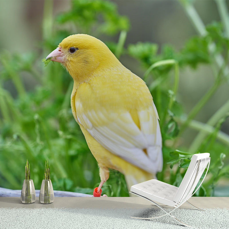 Canary Contemporary Wall Mural Modernist Wall Covering for Bedroom Decor