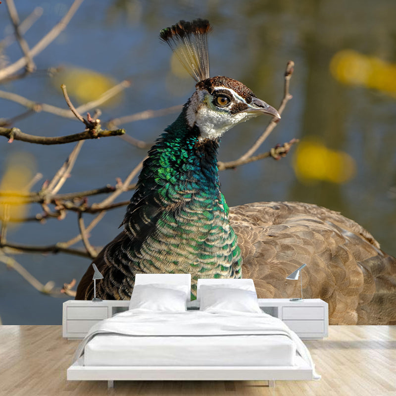 Photography Peacock Mural Decorative Wallpaper Decor for Living Room Bedroom