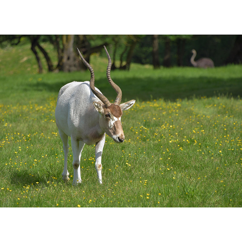 Photography Gazelle Mural Wallpaper for Sitting Room Decor Multiple Sizes Available