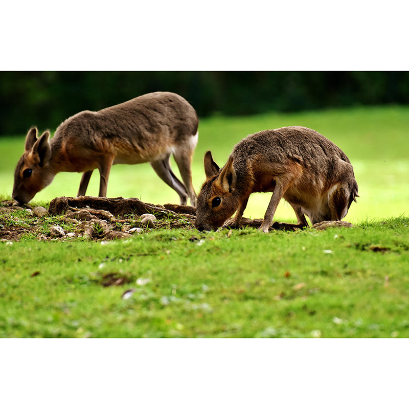 Photography Pampas Rabbit Mural Decorative Wallpaper Decor for Living Room