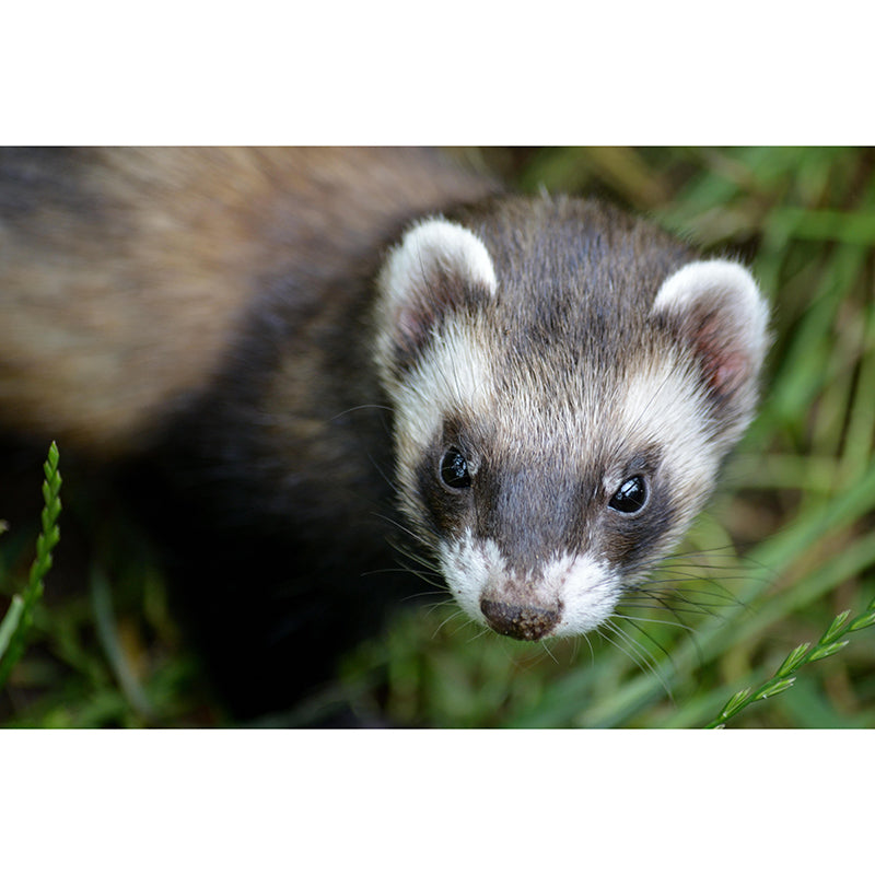 Cute Ferret Mural Wallpaper Wall Covering Mildew Resistant for Sleeping Room