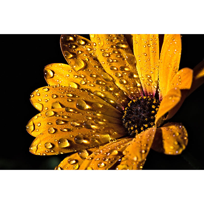 Photography Daisy Mural Wallpaper for Sitting Room Decor Multiple Sizes Available