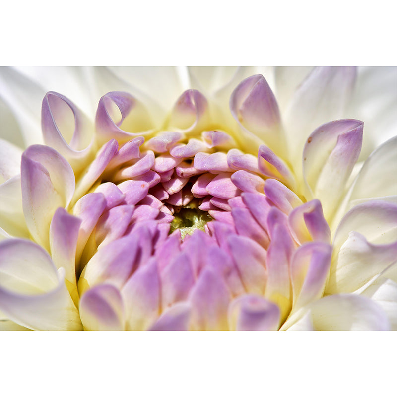 Dahlia Mural Wallpaper Wall Covering Mildew Resistant for Sleeping Room