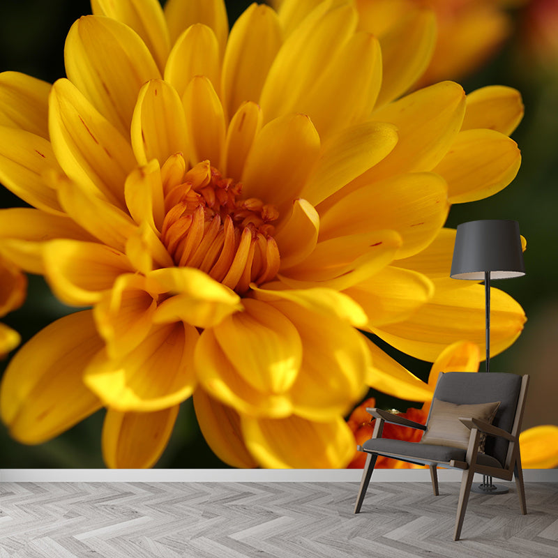 Gerbera Flower Mural Wallpaper Wall Covering Mildew Resistant for Sleeping Room