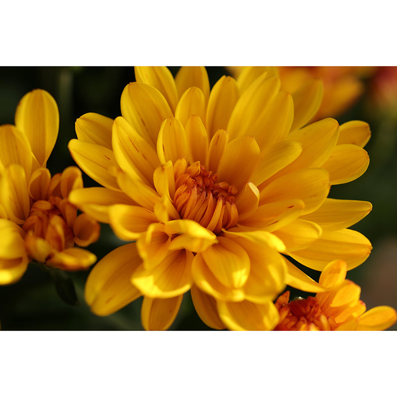 Gerbera Flower Mural Wallpaper Wall Covering Mildew Resistant for Sleeping Room