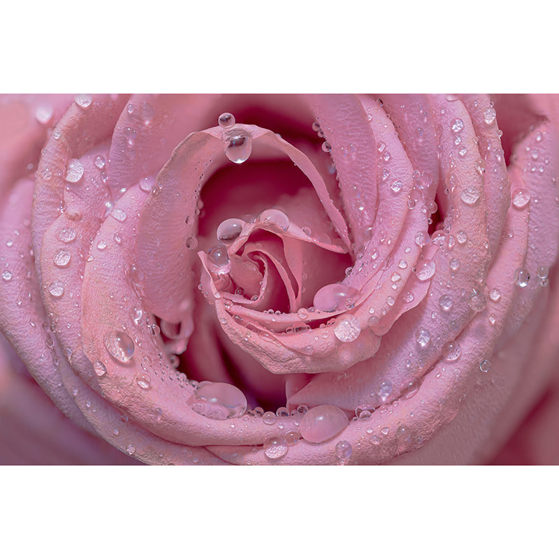 Partial Rose Contemporary Wall Mural Modernist Wall Covering for Bedroom