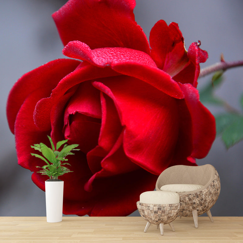 Photography Rose Mural Wallpaper for Sitting Room Decor Multiple Sizes Available