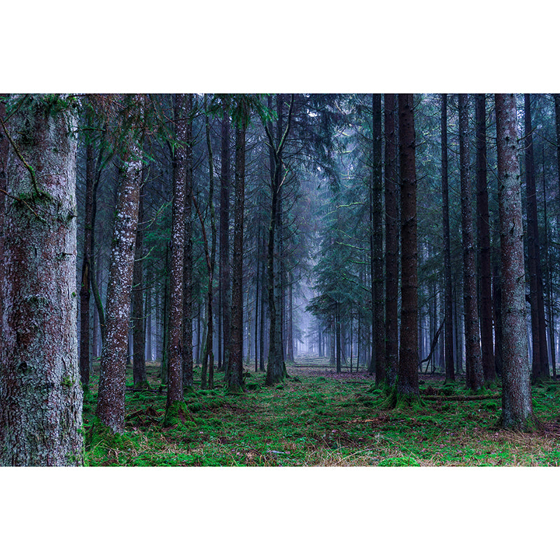 Photography Forest Mural Wallpaper for Sitting Room Decor Multiple Sizes Available