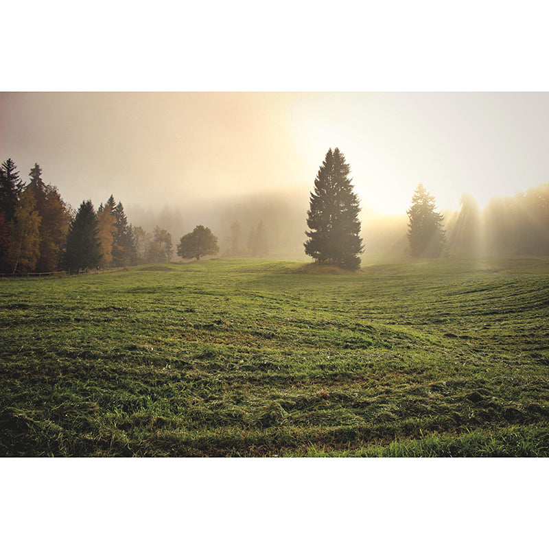 Foggy Forest Mural Wallpaper Wall Covering Mildew Resistant for Sleeping Room