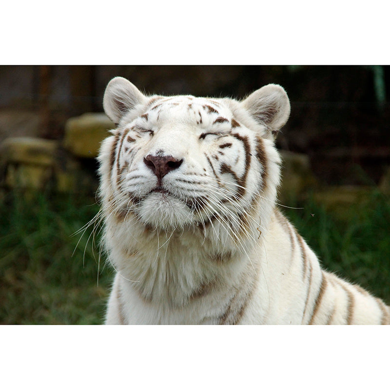 Tiger Jungle Animal Mural Decal Modern Mildew Resistant for Sitting Room