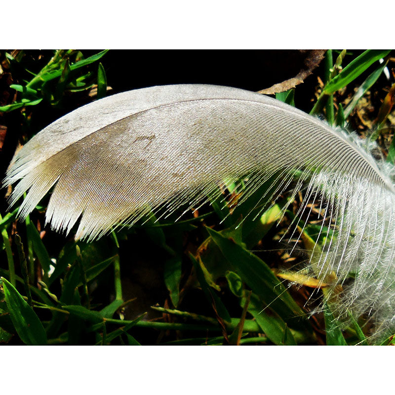 Minimalist Feather Mural Wallpaper Waterproofing Wall Covering for Sitting Room